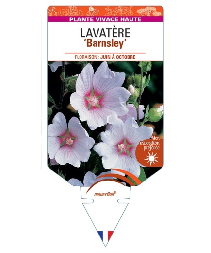 LAVATERA Barnsley