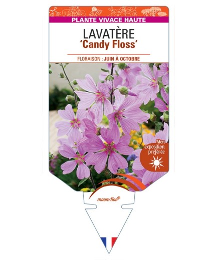 LAVATERA Candy Floss