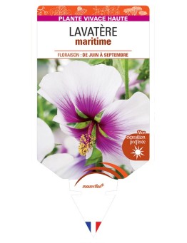 LAVATERA maritima