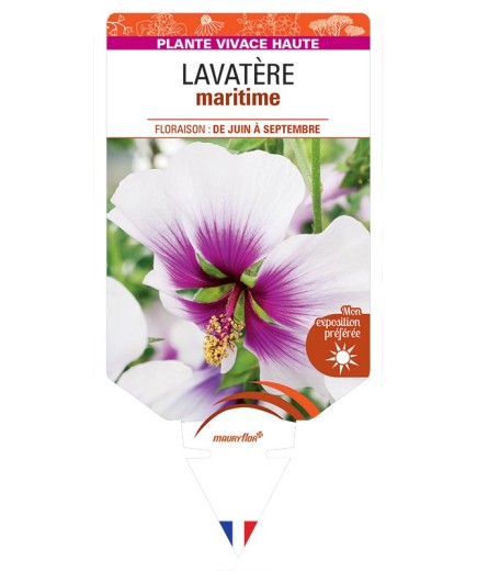 LAVATERA maritima