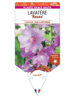 LAVATERA ROSEA