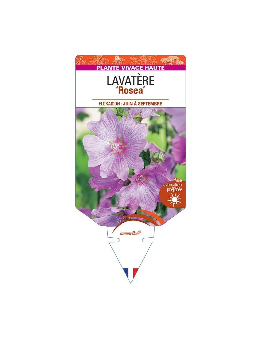 LAVATERA ROSEA