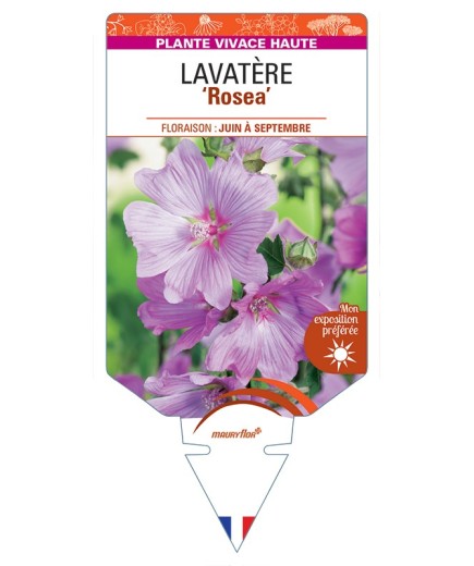 LAVATERA ROSEA