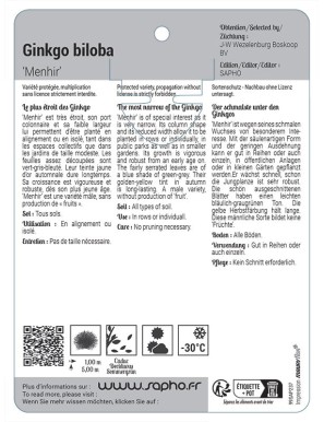 Ginkgo biloba 'Menhir'