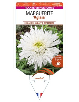 LEUCANTHEMUM maximum Aglaia voir Marguerite
