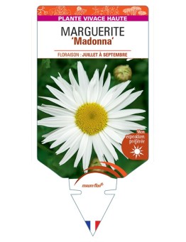 LEUCANTHEMUM maximum Madonna voir Marguerite