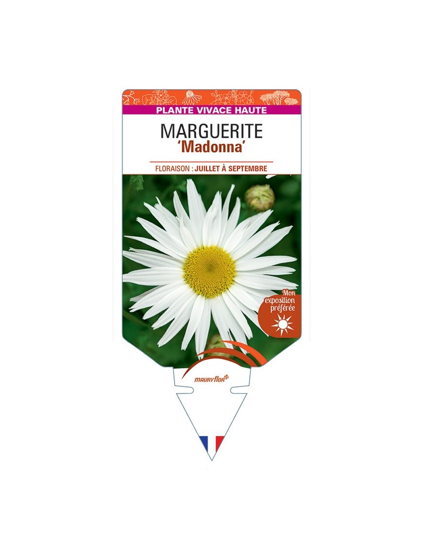 LEUCANTHEMUM maximum Madonna voir Marguerite