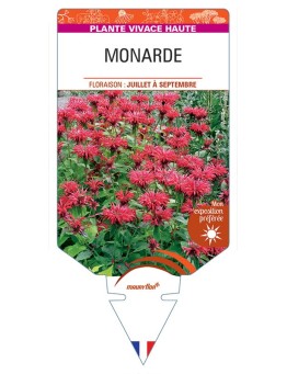 MONARDE (rouge)