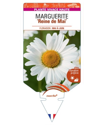 LEUCANTHEMUM vulgare Reine de Mai voir Marguerite