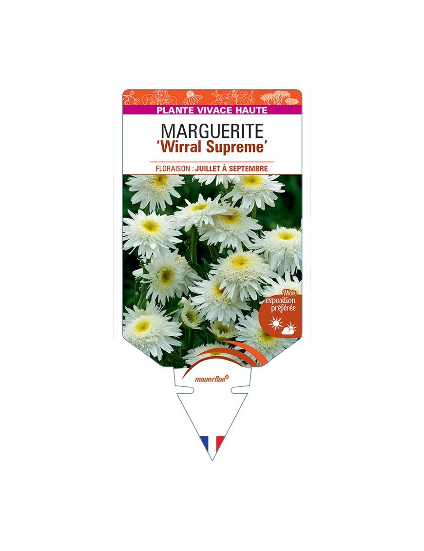 LEUCANTHEMUM WIRRAL SUPREME voir Marguerite