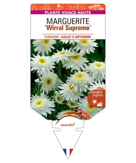 LEUCANTHEMUM WIRRAL SUPREME voir Marguerite