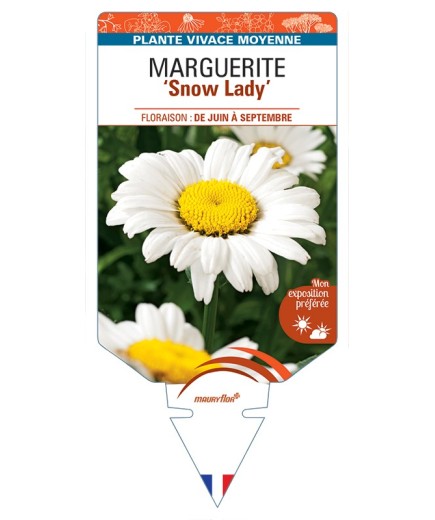 LEUCANTHEMUM x maximum Snow Lady voir Marguerite