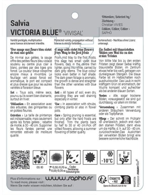Salvia VICTORIA BLUE® 'VIVISAL'