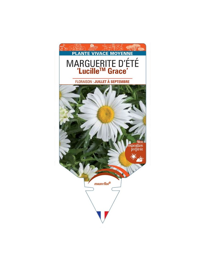 LEUCANTHEMUM x superbum LucilleTM Grace voir Marguerite d'Été