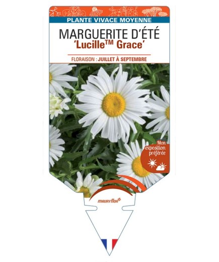 LEUCANTHEMUM x superbum LucilleTM Grace voir Marguerite d'Été