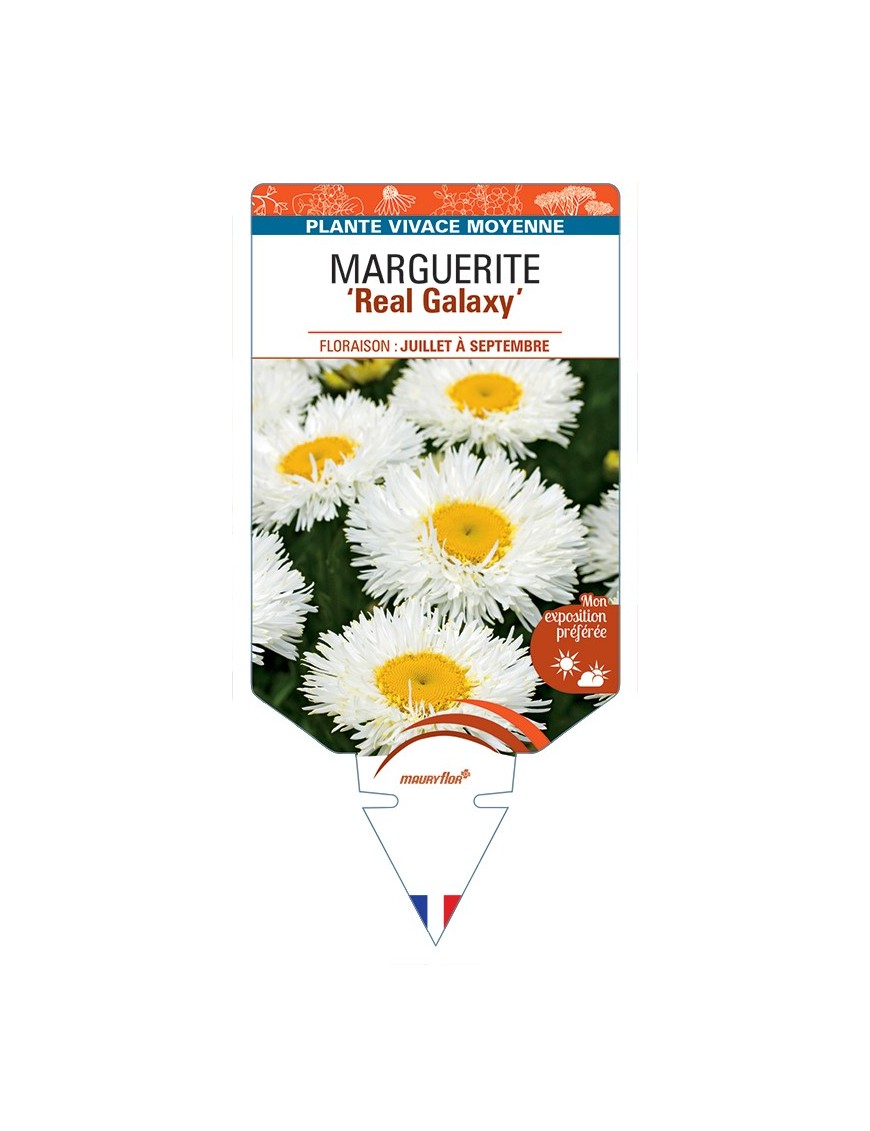 LEUCANTHEMUM x superbum Real Galaxy voir Marguerite