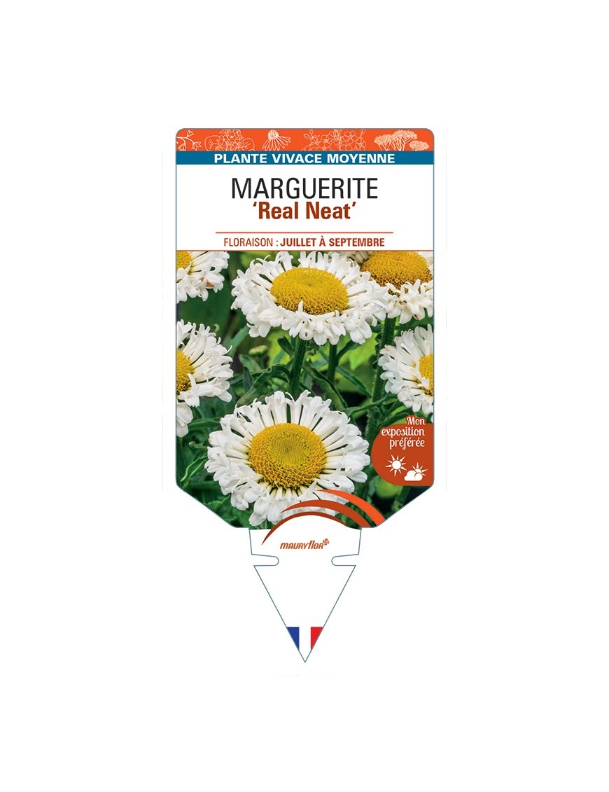 LEUCANTHEMUM x superbum Real Neat voir Marguerite