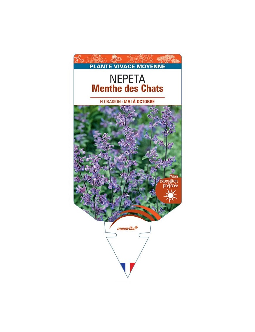 NEPETA faassenii Menthe des chats *