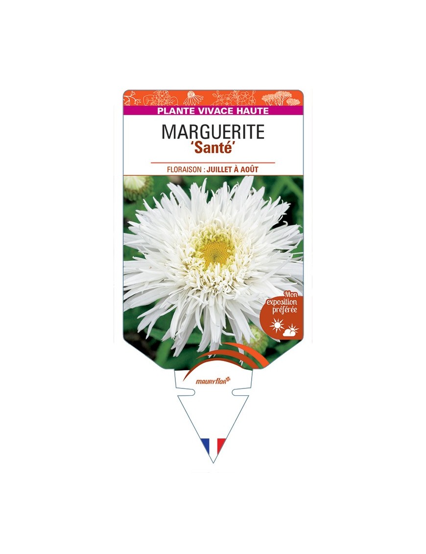 LEUCANTHEMUM x superbum Santé voir Marguerite