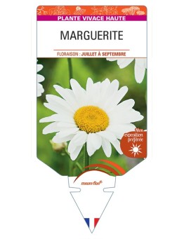 LEUCANTHEMUM x superbum voir Marguerite