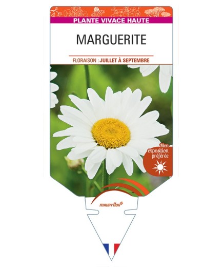 LEUCANTHEMUM x superbum voir Marguerite