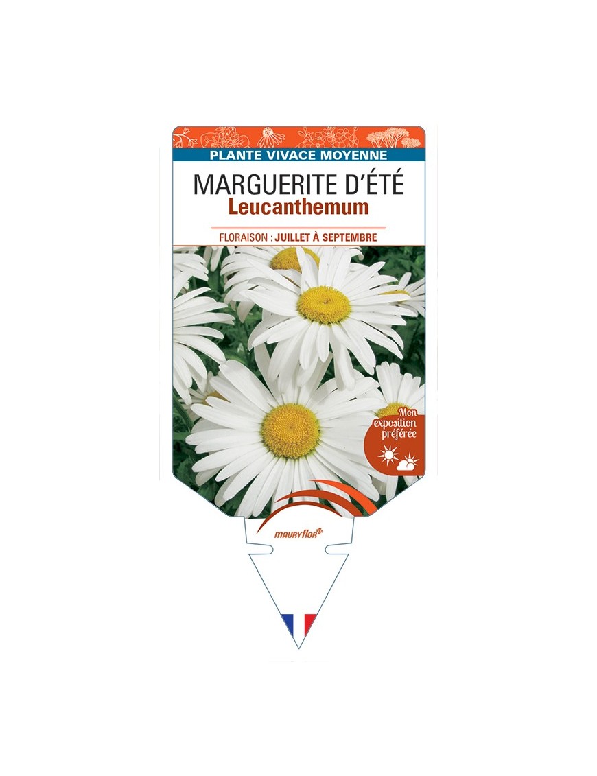 LEUCANTHEMUM x superbum voir Marguerite d’Été