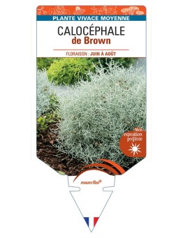LEUCOPHYTA brownii voir Calocéphale de Brown