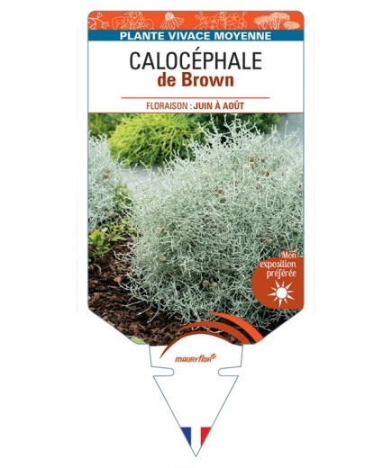 LEUCOPHYTA brownii voir Calocéphale de Brown