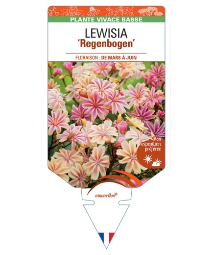 LEWISIA (cotyledon) Regenbogen
