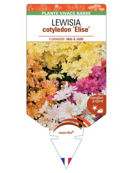 LEWISIA cotyledon Elise