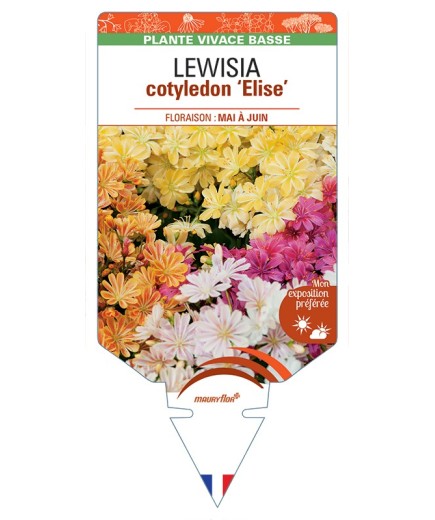 LEWISIA cotyledon Elise