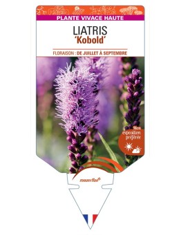LIATRIS (spicata) Kobold
