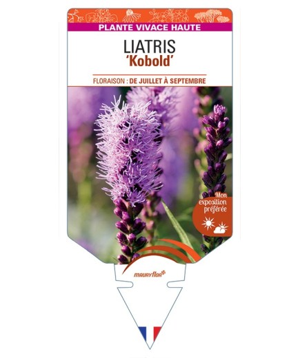 LIATRIS (spicata) Kobold