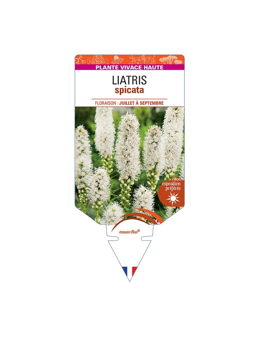 LIATRIS spicata (blanc)