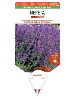 NEPETA mussini (bleu)
