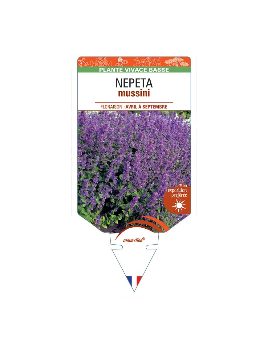 NEPETA mussini (bleu)
