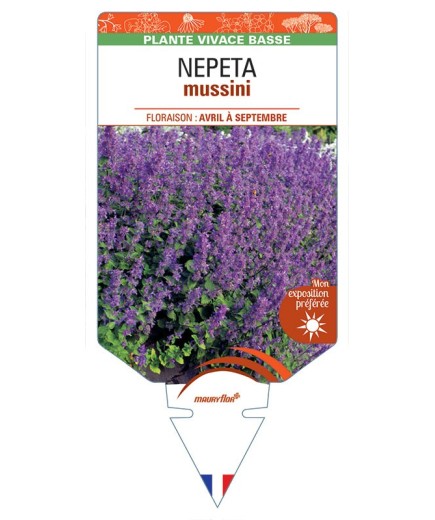 NEPETA mussini (bleu)