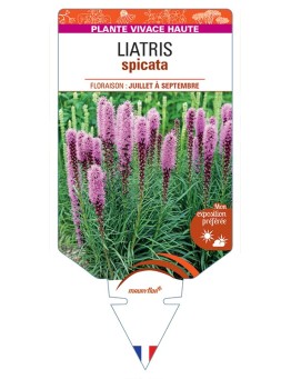 LIATRIS spicata (rose)