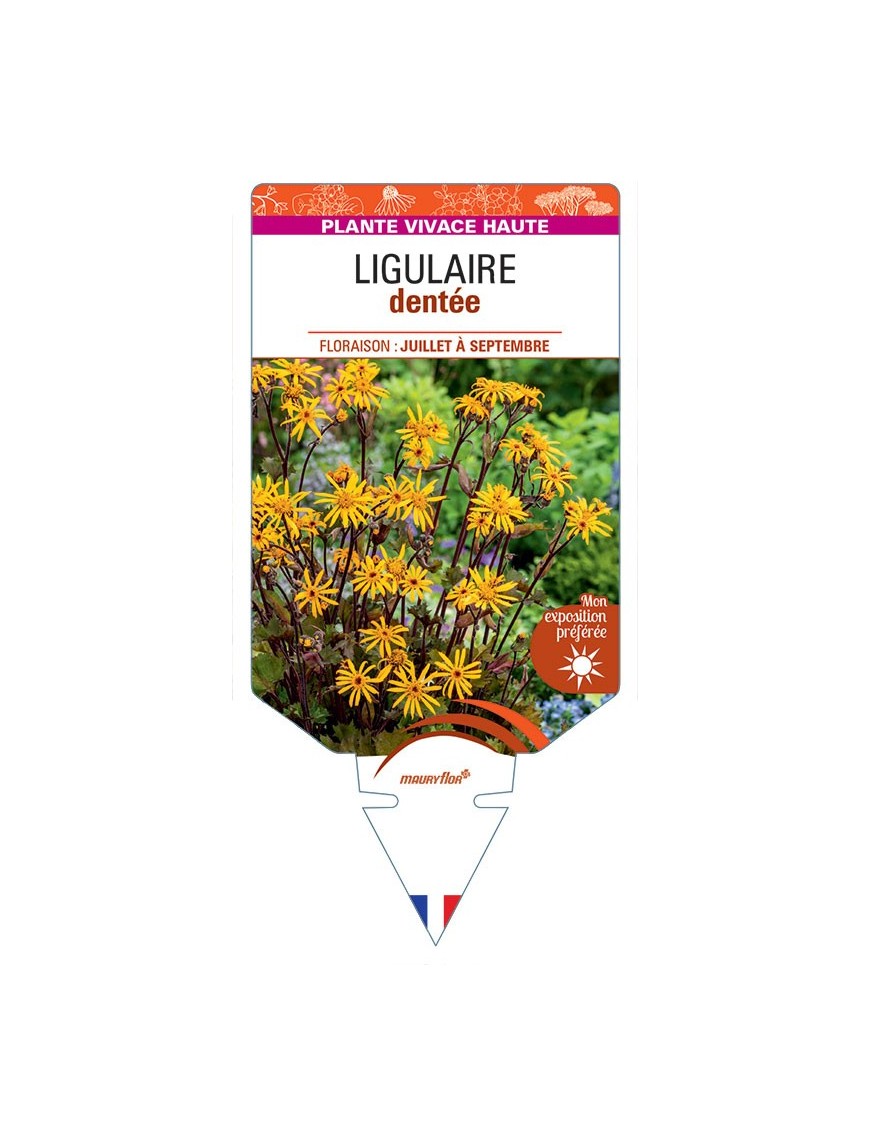 LIGULARIA DENTATA voir Ligulaire dentée