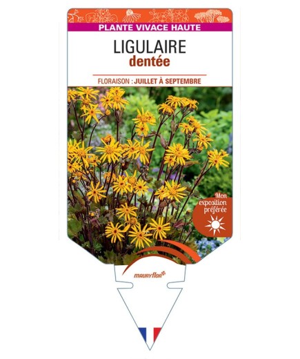 LIGULARIA DENTATA voir Ligulaire dentée