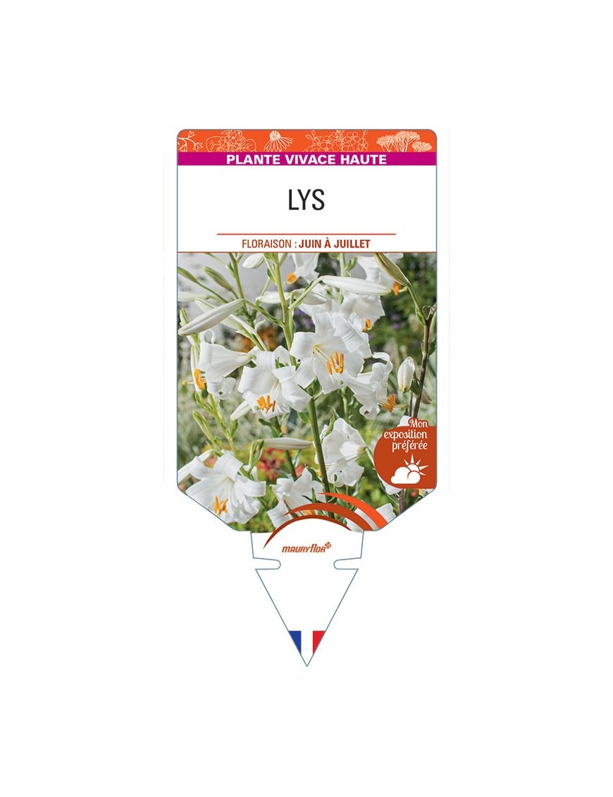 LILIUM CANDIDUM voir Lys (blanc)
