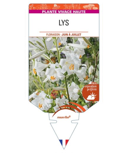 LILIUM CANDIDUM voir Lys (blanc)