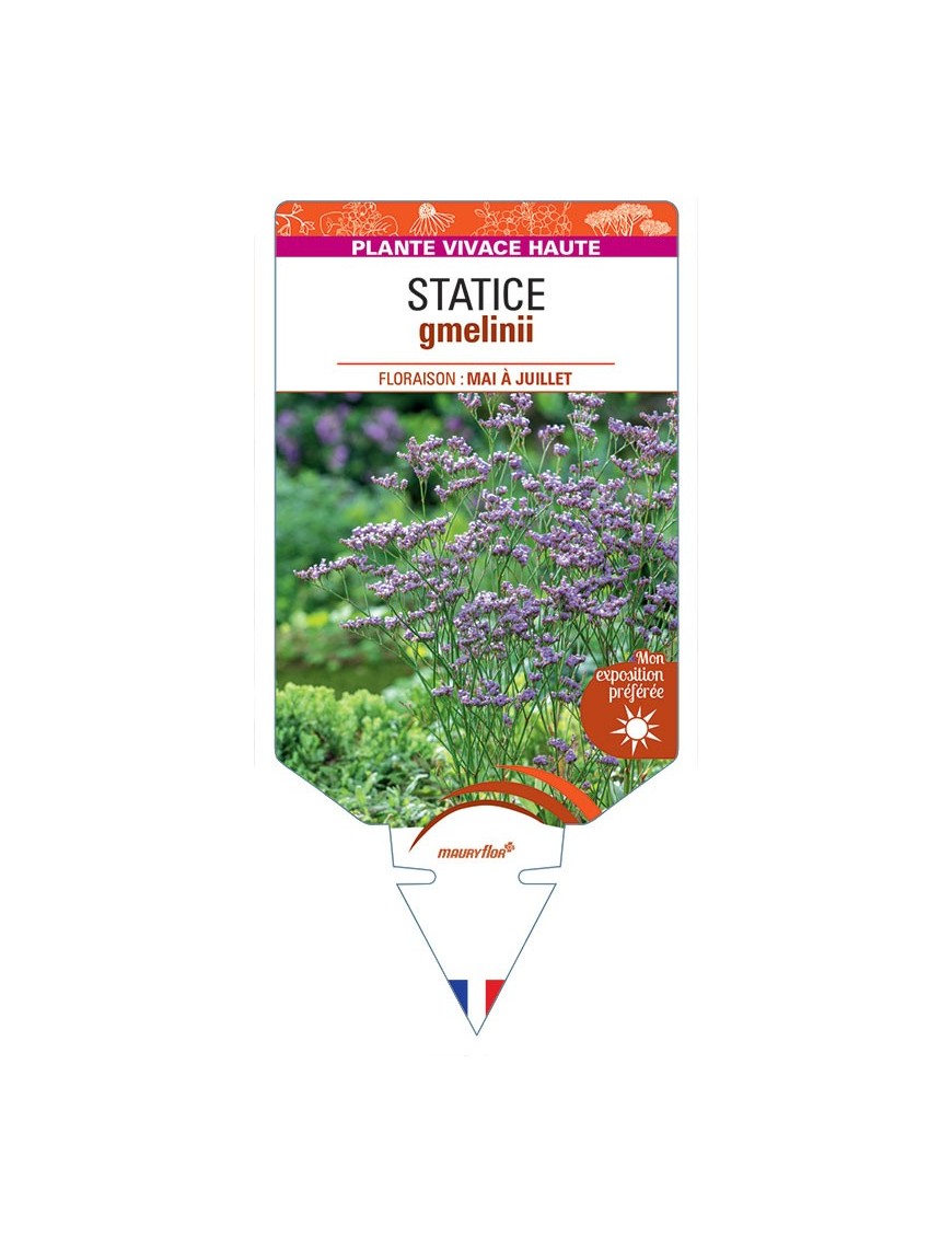 LIMONIUM GMELINII voir Statice