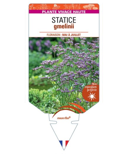 LIMONIUM GMELINII voir Statice