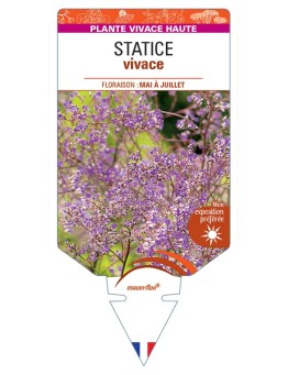 LIMONIUM latifolium voir Statice vivace
