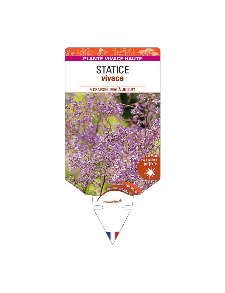 LIMONIUM latifolium voir Statice vivace