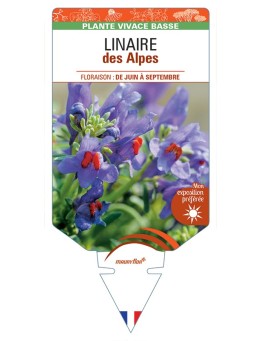 LINARIA alpina voir LINAIRE des Alpes