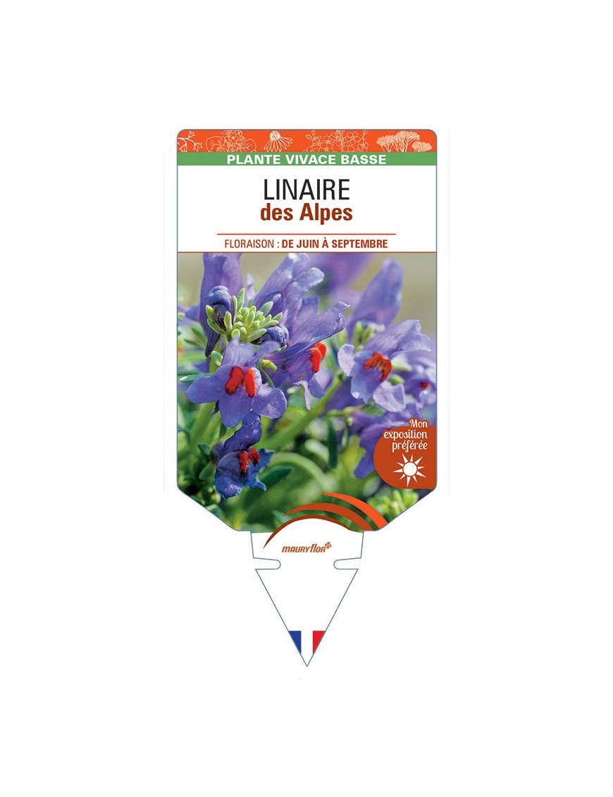 LINARIA alpina voir LINAIRE des Alpes