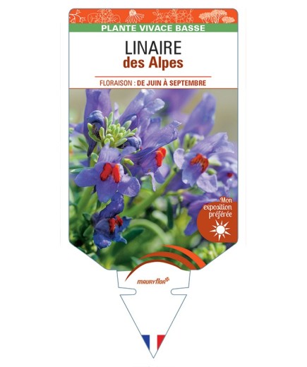 LINARIA alpina voir LINAIRE des Alpes