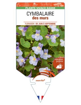 LINARIA CYMBALARIA voir Cymbalaire des murs